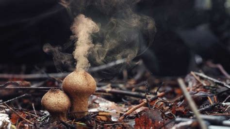 Mafic Mushroom Spores: A Key to Understanding Fungal Evolution